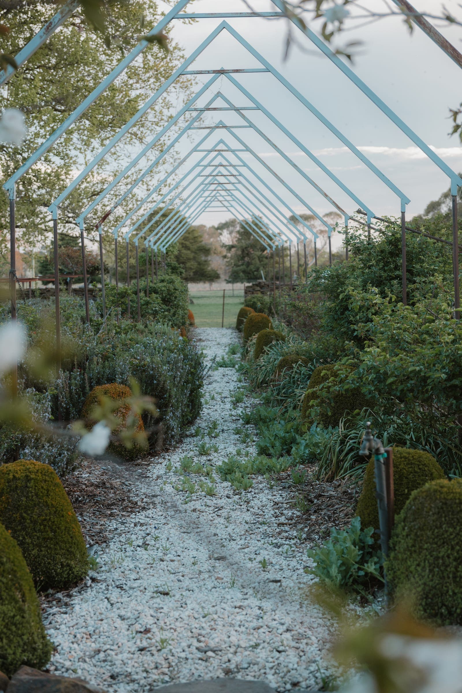 The arbour walk through the garden, lined with clipped box