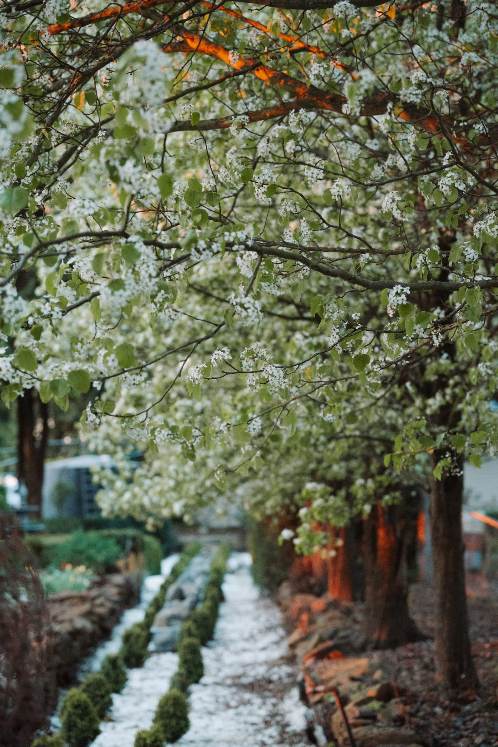 Blossom arching over the water rill