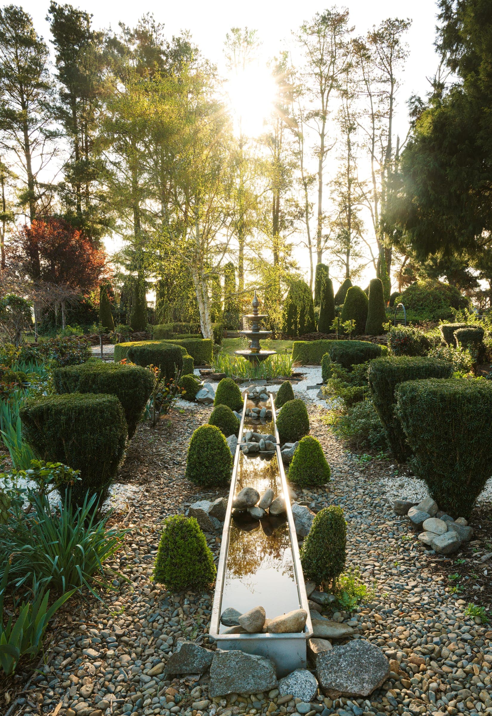 Late sun through the trees over the water rill, clipped box and fountain in the formal garden