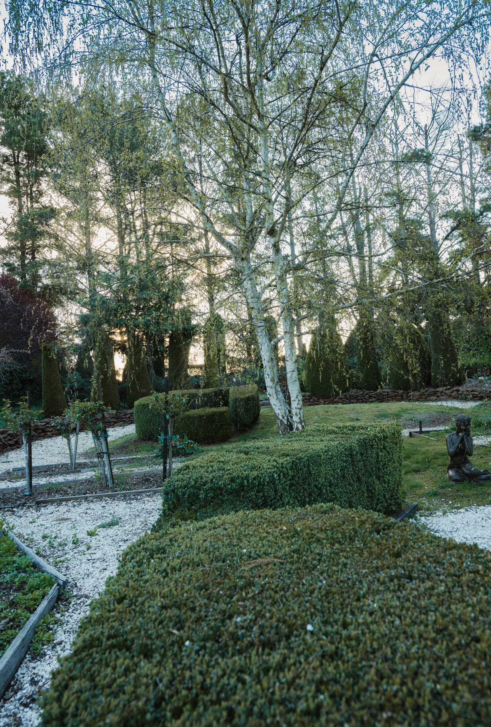Clipped hedges and silver birches in the formal garden
