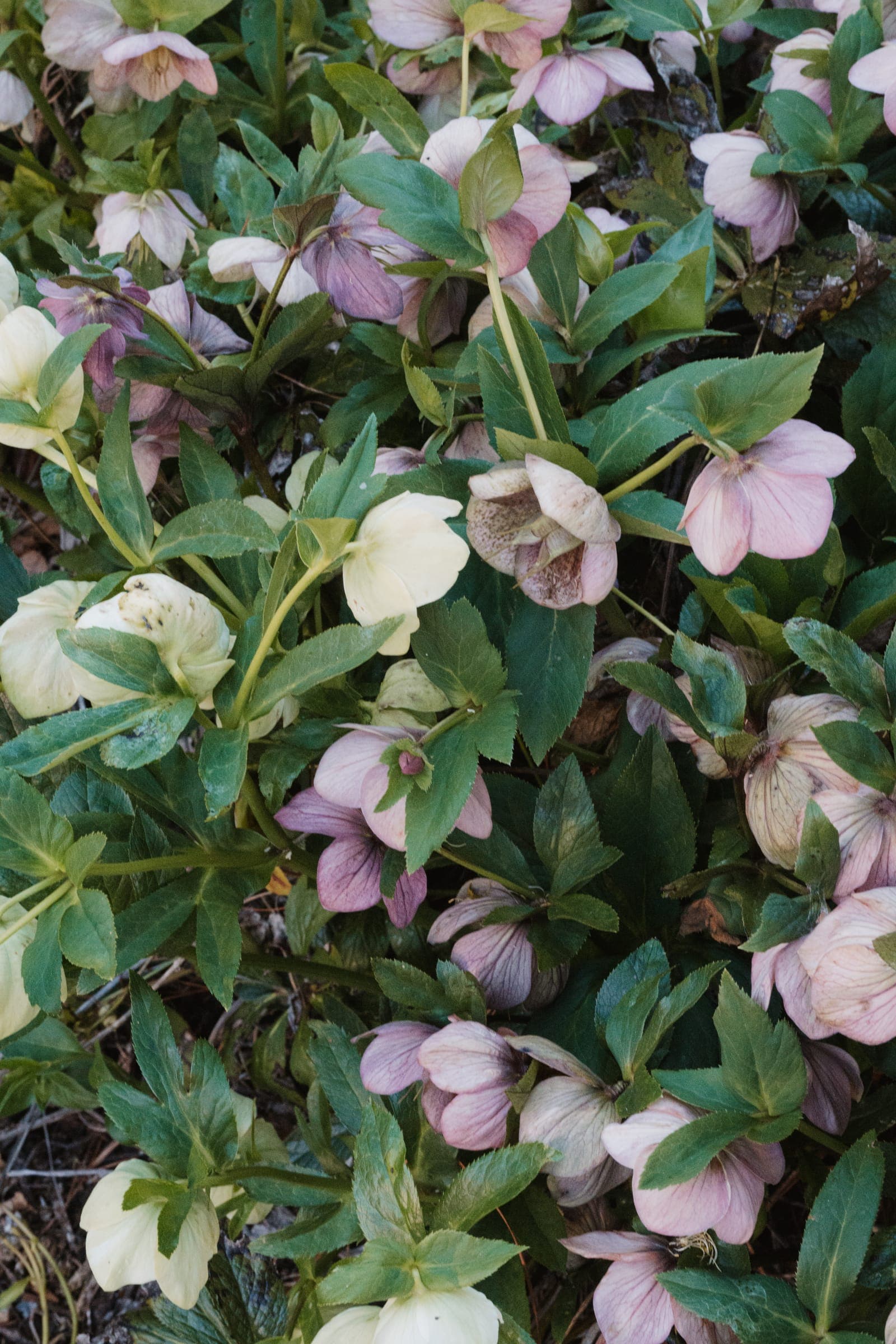 Pink and cream hellebores in the garden