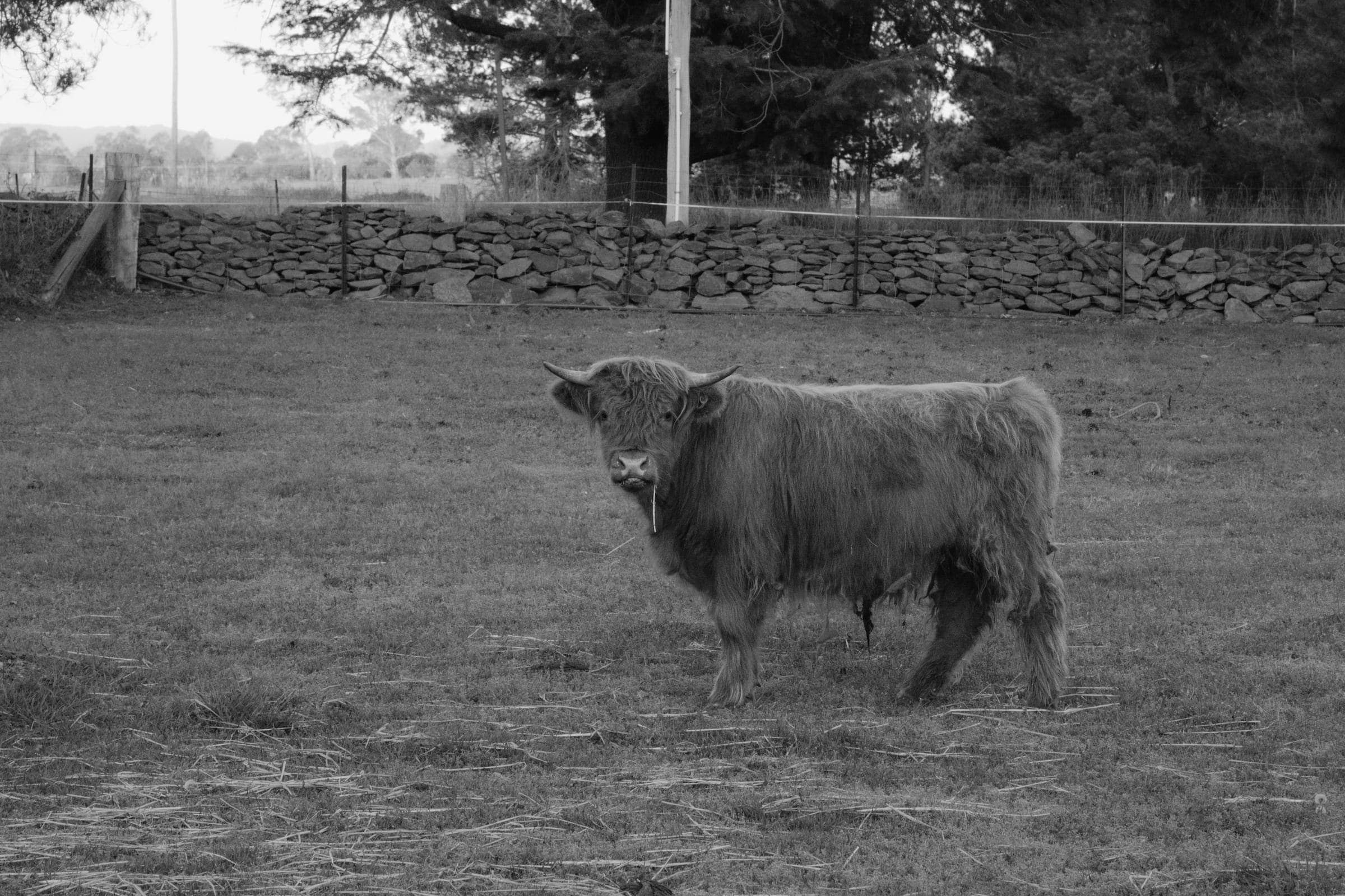 A Highland cow in black and white