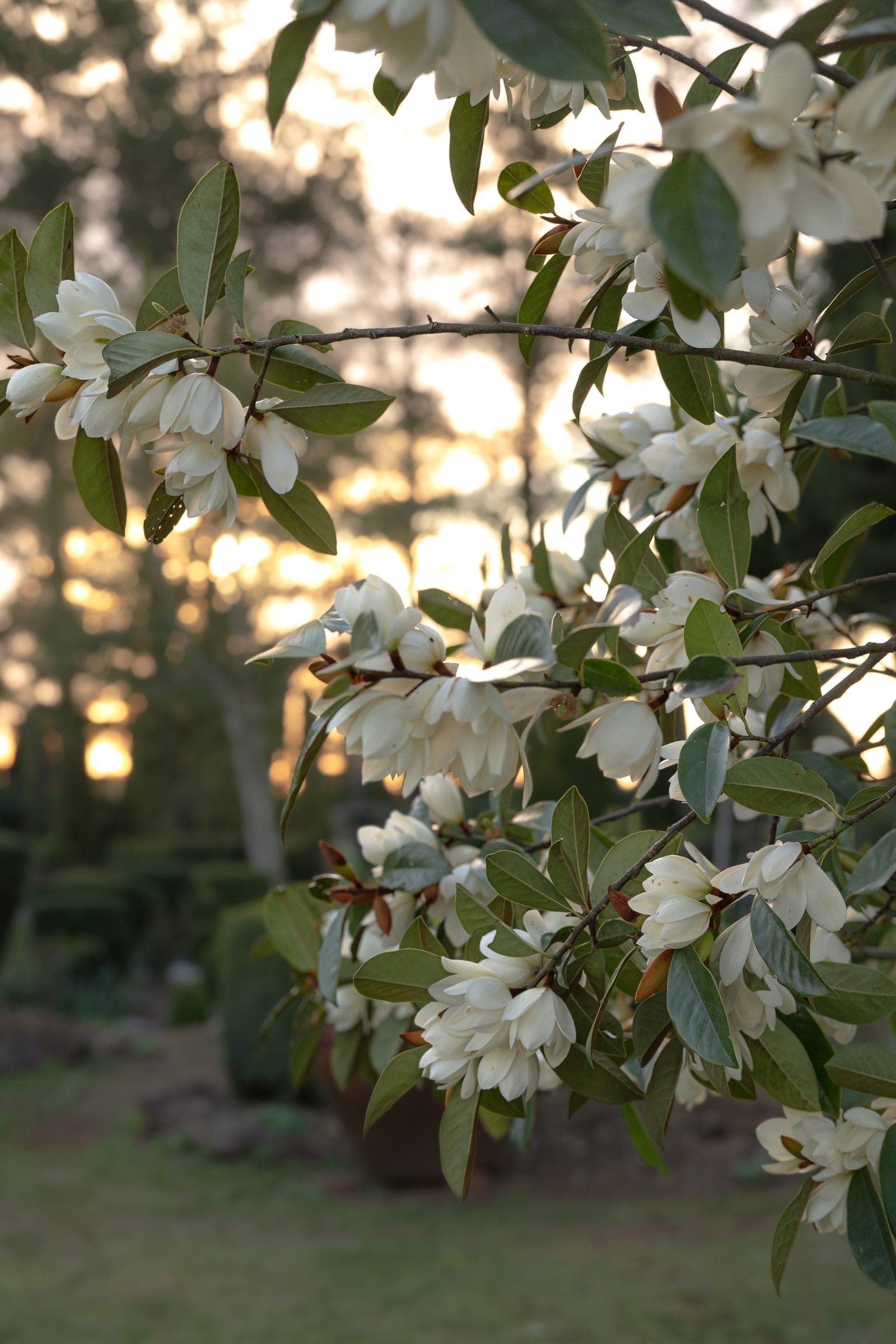 Magnolia blossom in the evening light