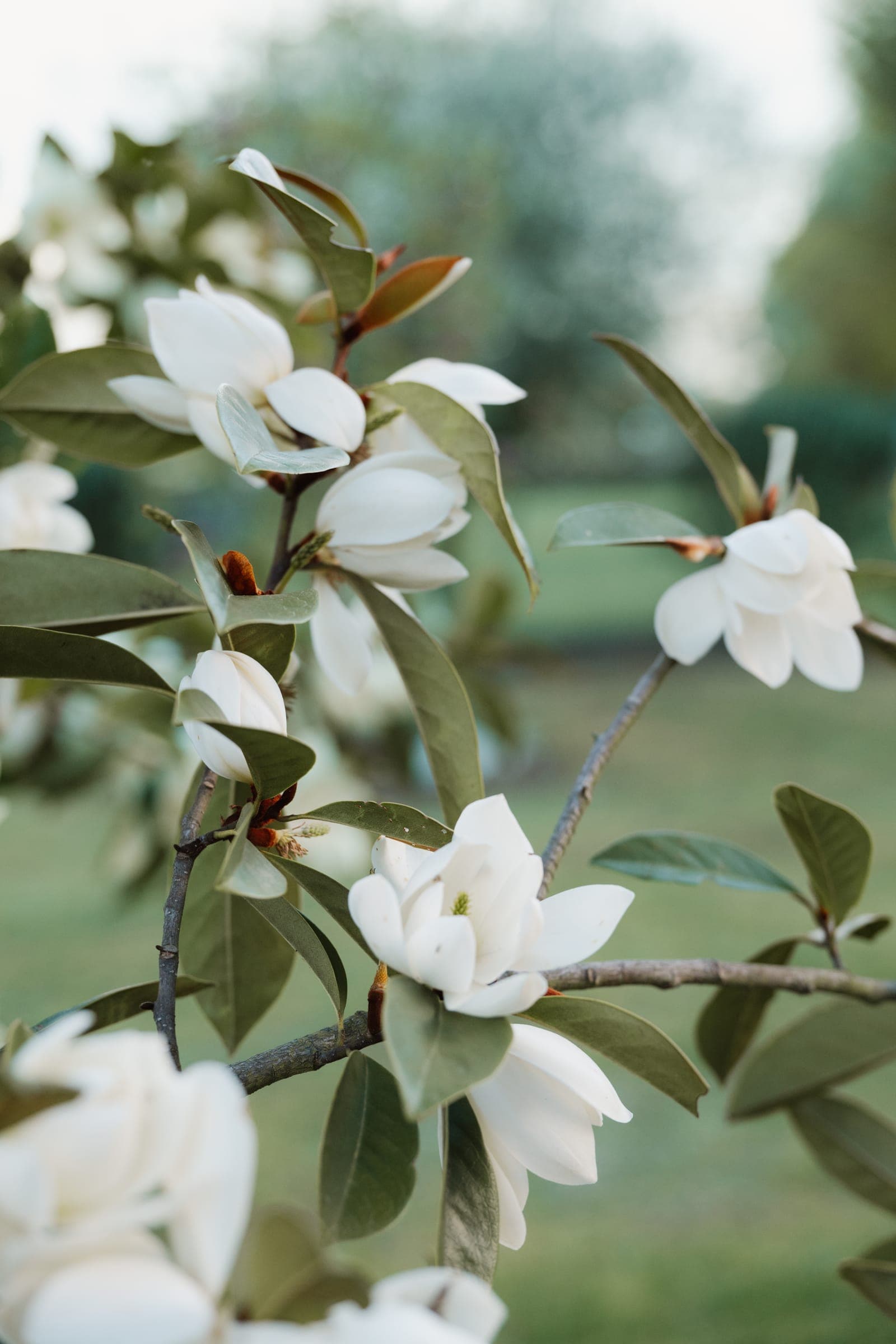 Magnolia flowers in bloom
