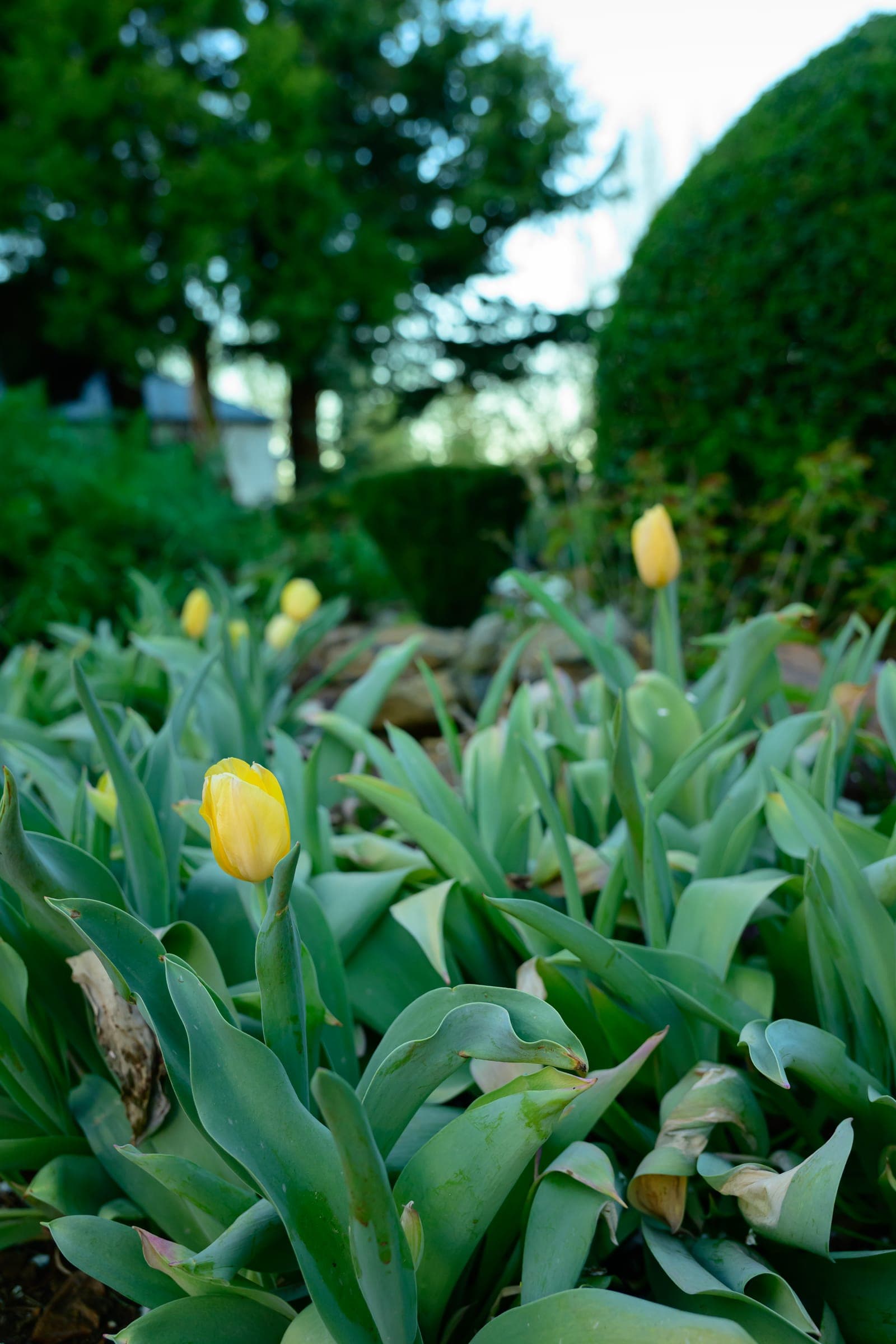 Yellow tulips coming into flower in spring