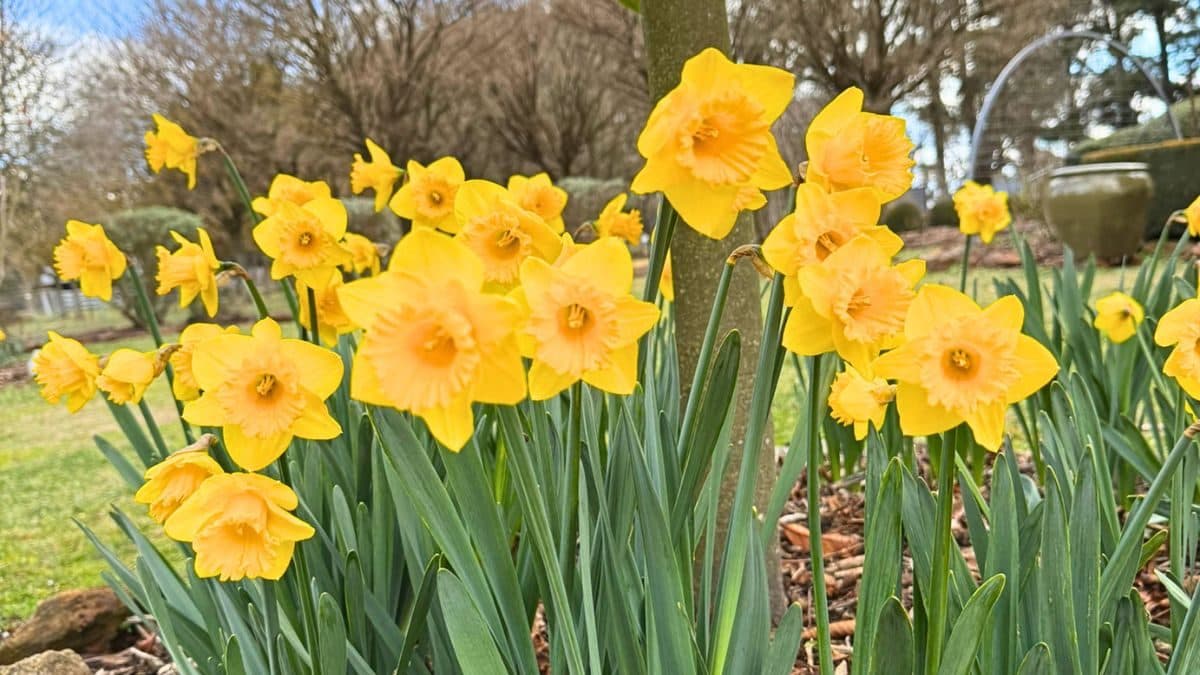 Daffodils in the Roseville garden
