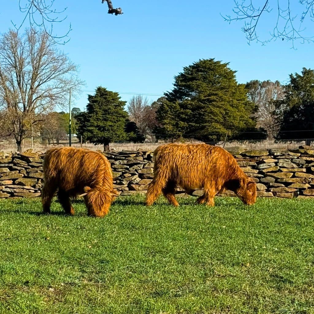 Two Highland cows grazing beside a dry-stone wall