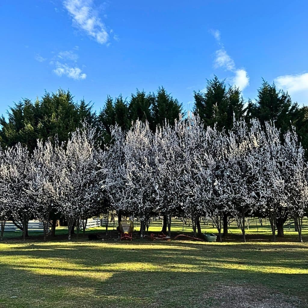 Orchard blossom