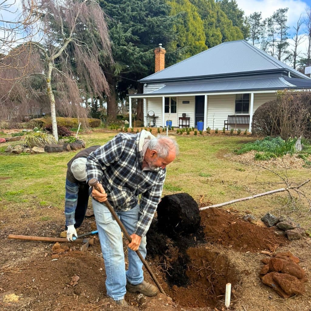 Planting a weeping cherry in the garden