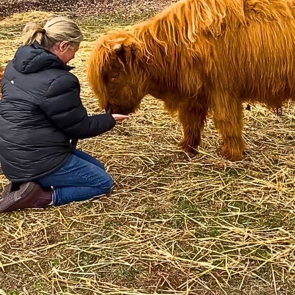 Suzy greeting one of the Highland cows