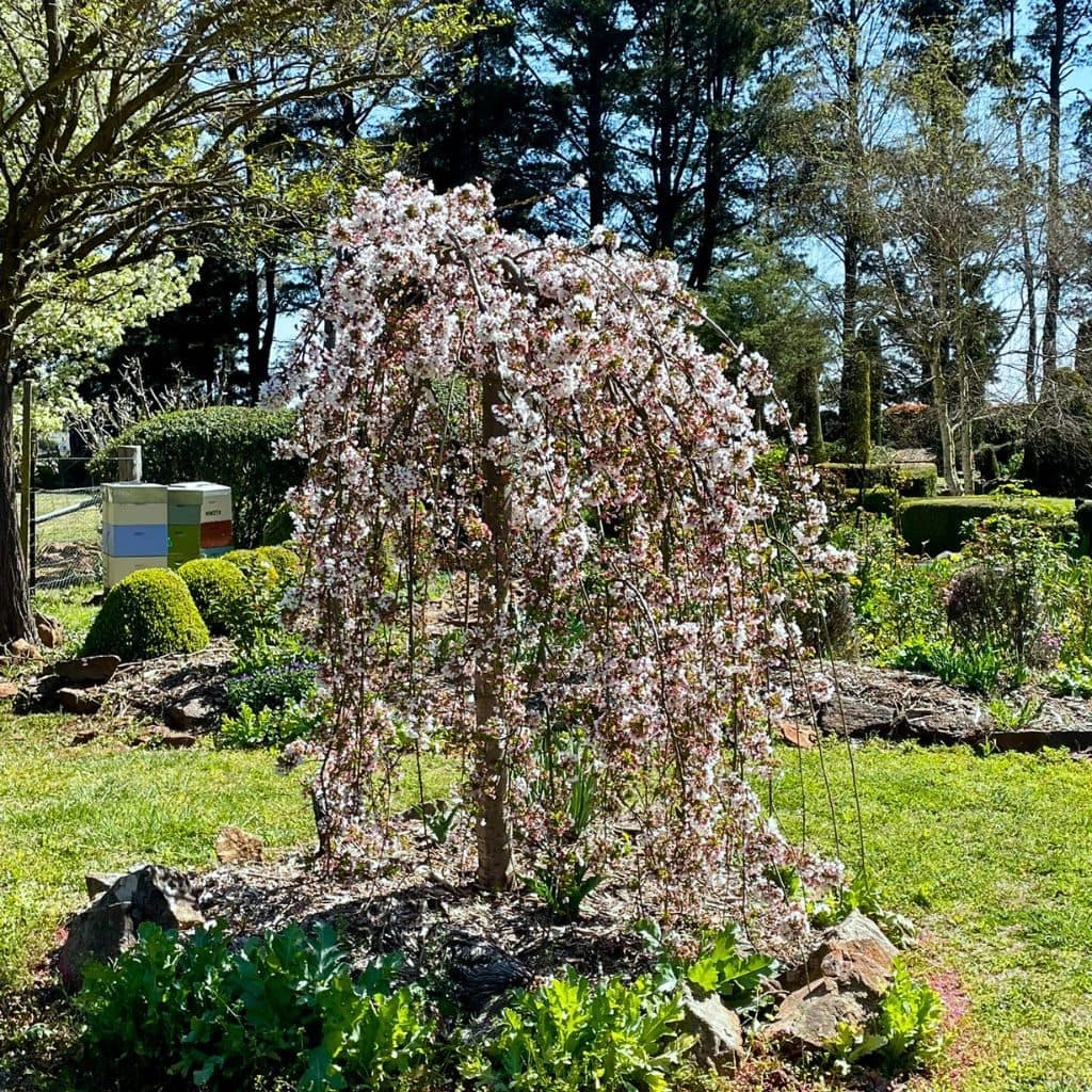 Weeping cherry in spring