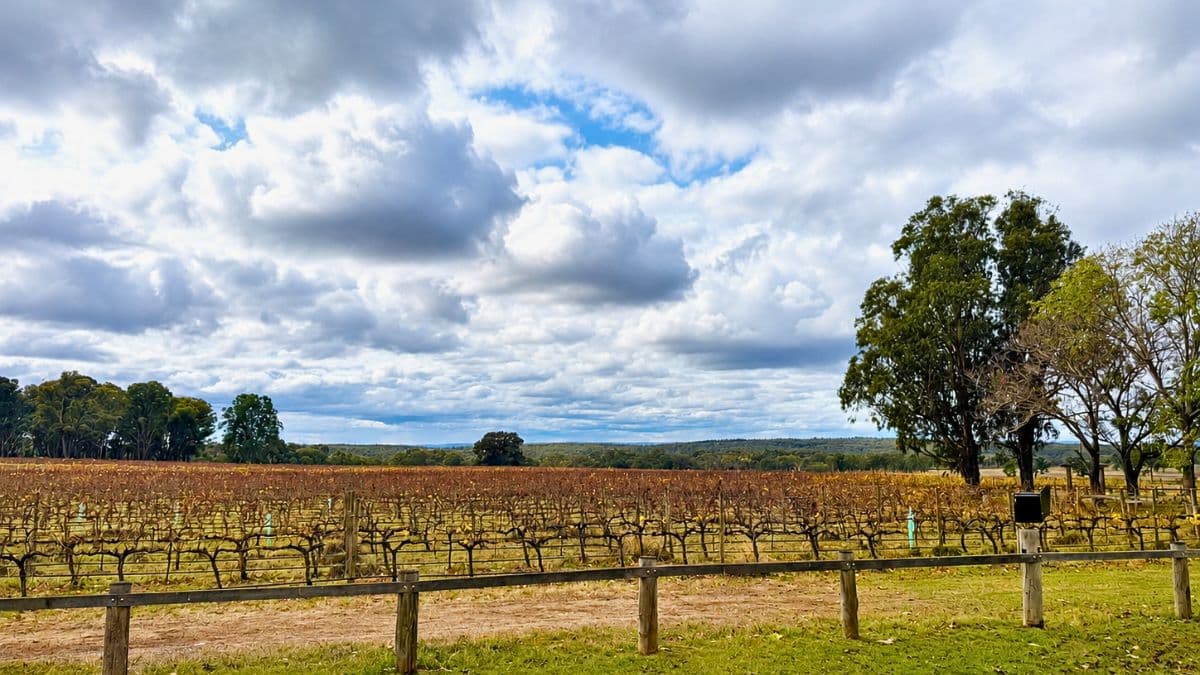 Winery and vineyard grapes