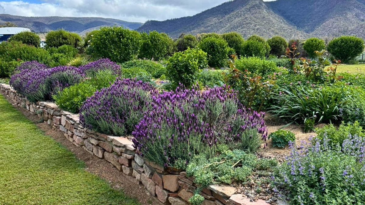Carol Robinsons garden in Tenterfield