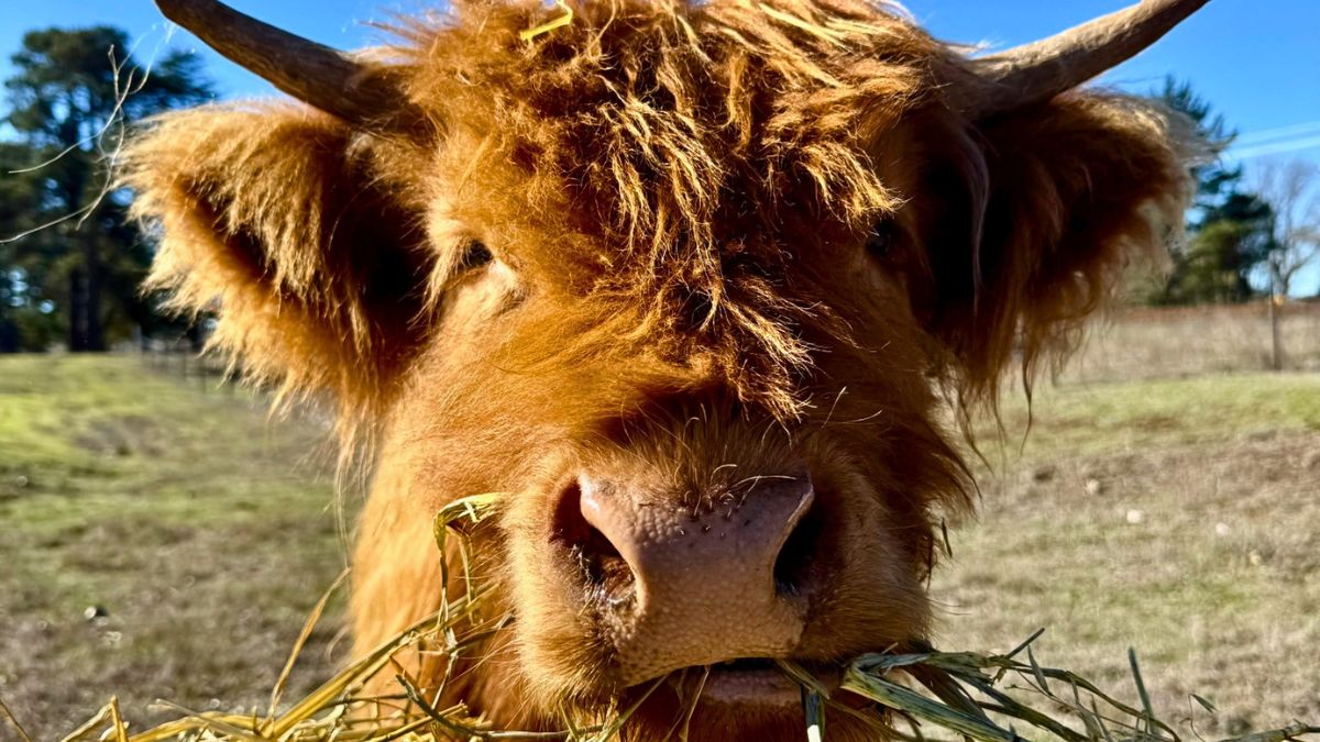 Scottish Highland Cow in Guyra
