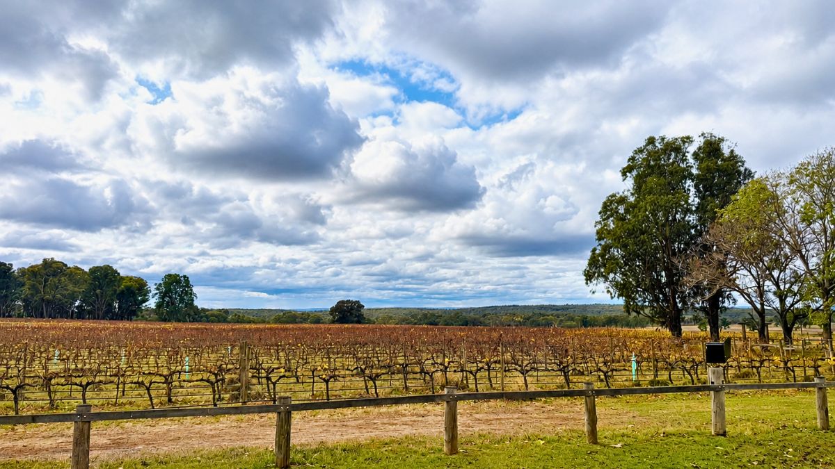 Winery and vineyard grapes
