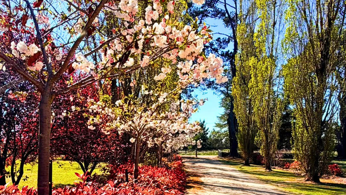 Flowering trees in the New England region in spring